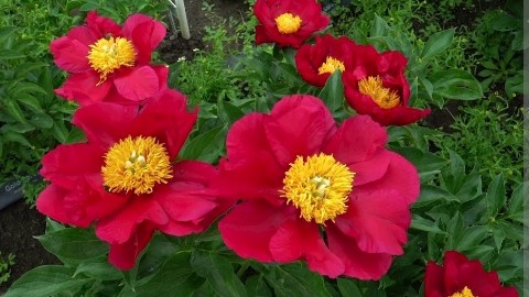 pelargonium_krd в LOOKY. #пионы#Корни. Пион Америка. Цветок...