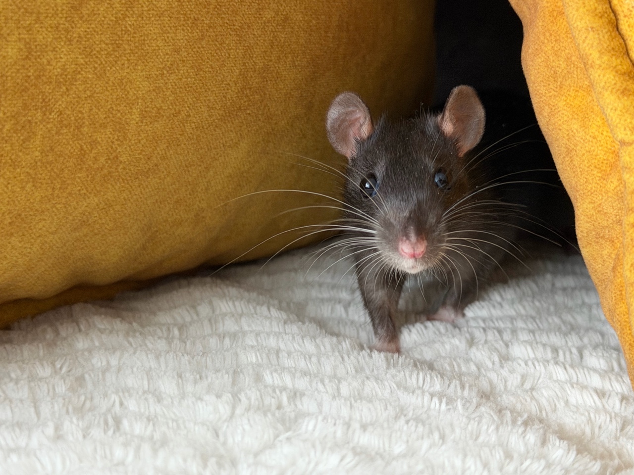  в LOOKY — Мой мышонок 🐭