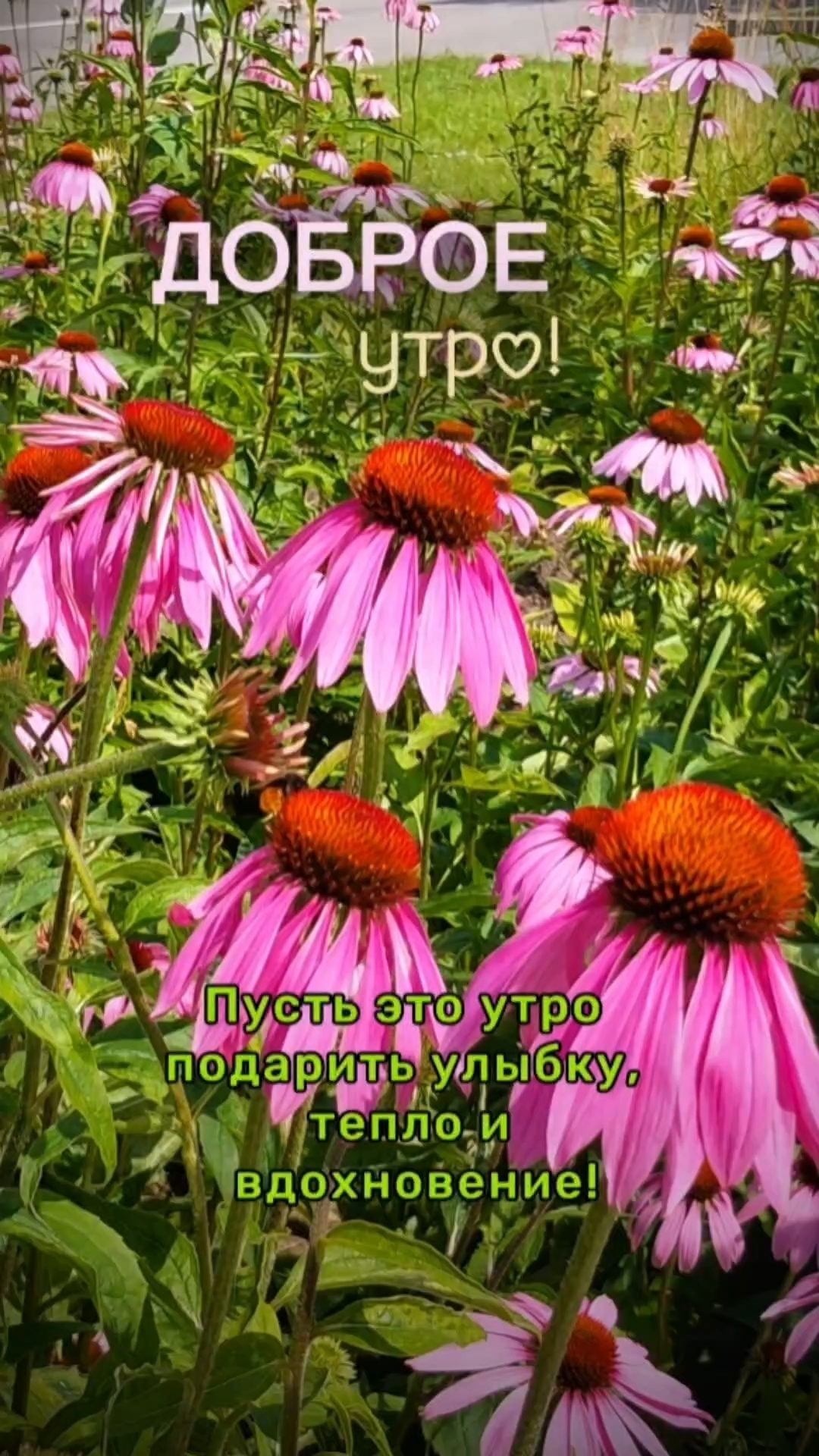toma_tomira45 в LOOKY — Доброе утро!
Хорошего дня!