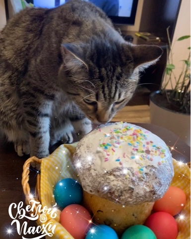 maksen_maksenych в LOOKY. #пасха,#пасха2023,#кулич,#яйца,#крашенки,#кошачийблог,#мыизкотограма,#котыванфасивпрофиль,#кот,#жизнькота,#усымоидлинные,#котофото,#котизм,#котэ,#кот,#кошка. С праздником Светлой...