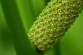 MicroGreens from Ladymari в LOOKY. . Приветствую всех люб...