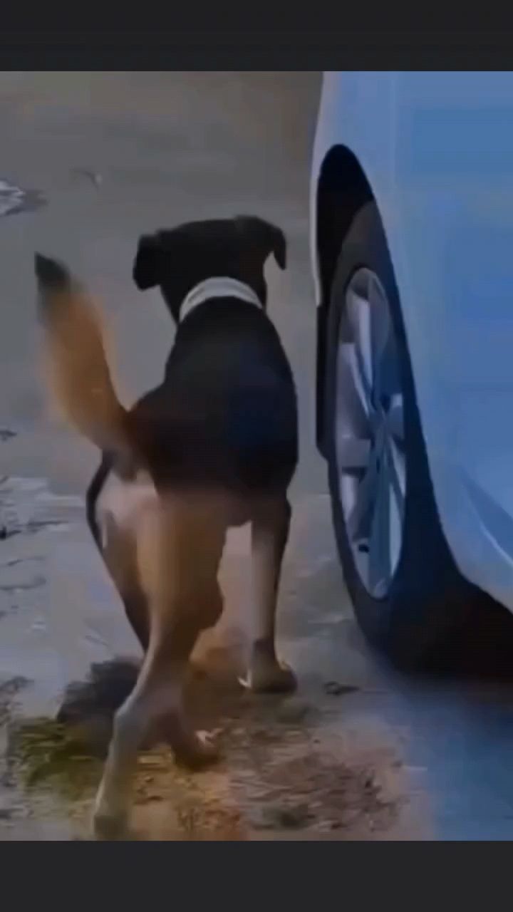 всякие мульты в LOOKY. . Обидно, когда туалет...