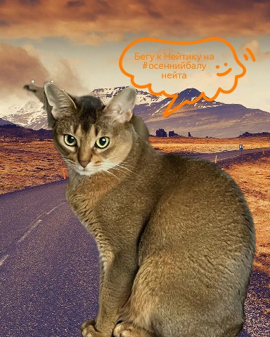 pandikbesik в LOOKY. #осеннийбалунейта,#абиссинскаякошка,#мыизкотограма,#питомцы,#кот,#looky. Нейтик, спешу к тебе...