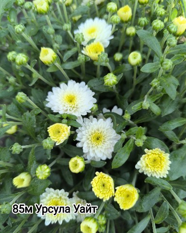 mylti_flora в LOOKY. #хризантема,#мультифлора,#Краснодар. Хризантема мультифло...