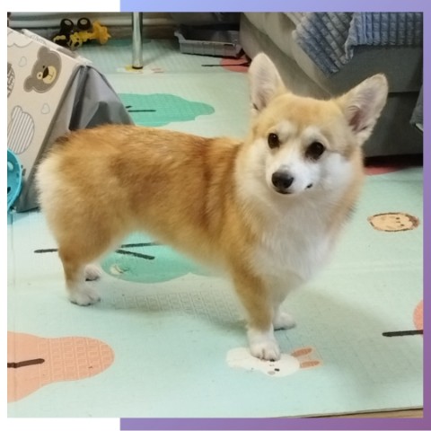 tanya.groomer в LOOKY. #корги,#вычес,#выческорги,#питомец,#домашниеживотные,#собаки. Кнопка 🥰

-вычес
-м...