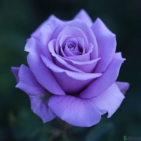 Looky_1708494873212 в LOOKY. . Камчатка провальный ...