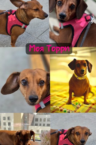 esapova5 в LOOKY. . Моя Торри🤎