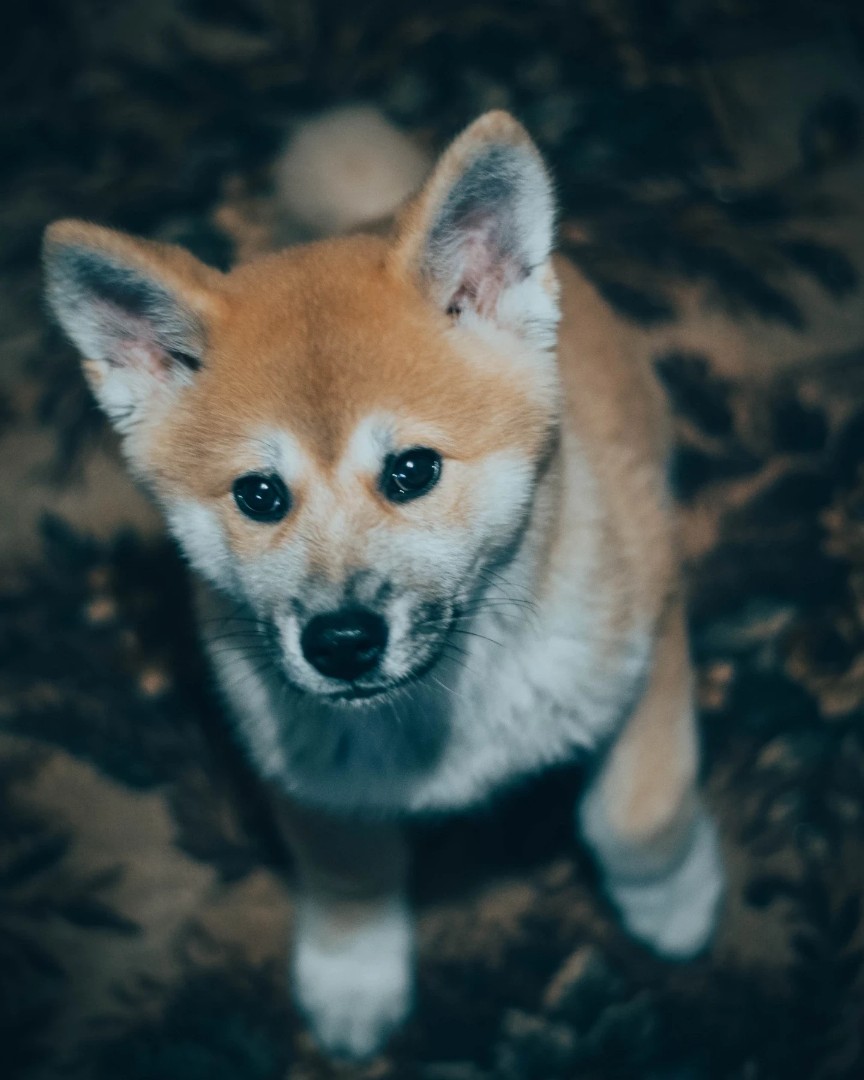 #луксенок #акита #акитаину #габи_кузя #акита_ину #akita #akitainu #akita_inu #japanakita #akitaclub #японскаяакита #хатико #собака #dog
