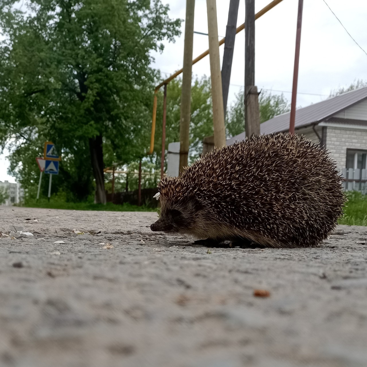 По дороге домой🤩. Какой же он красавчик! Чудо чудное, диво дивное.🤪
Всем добра, радости, исполнения желаний 😍

[#еж ](еж)[#природа ](природа)[#ежик ](ежик)[#дорога ](дорога)