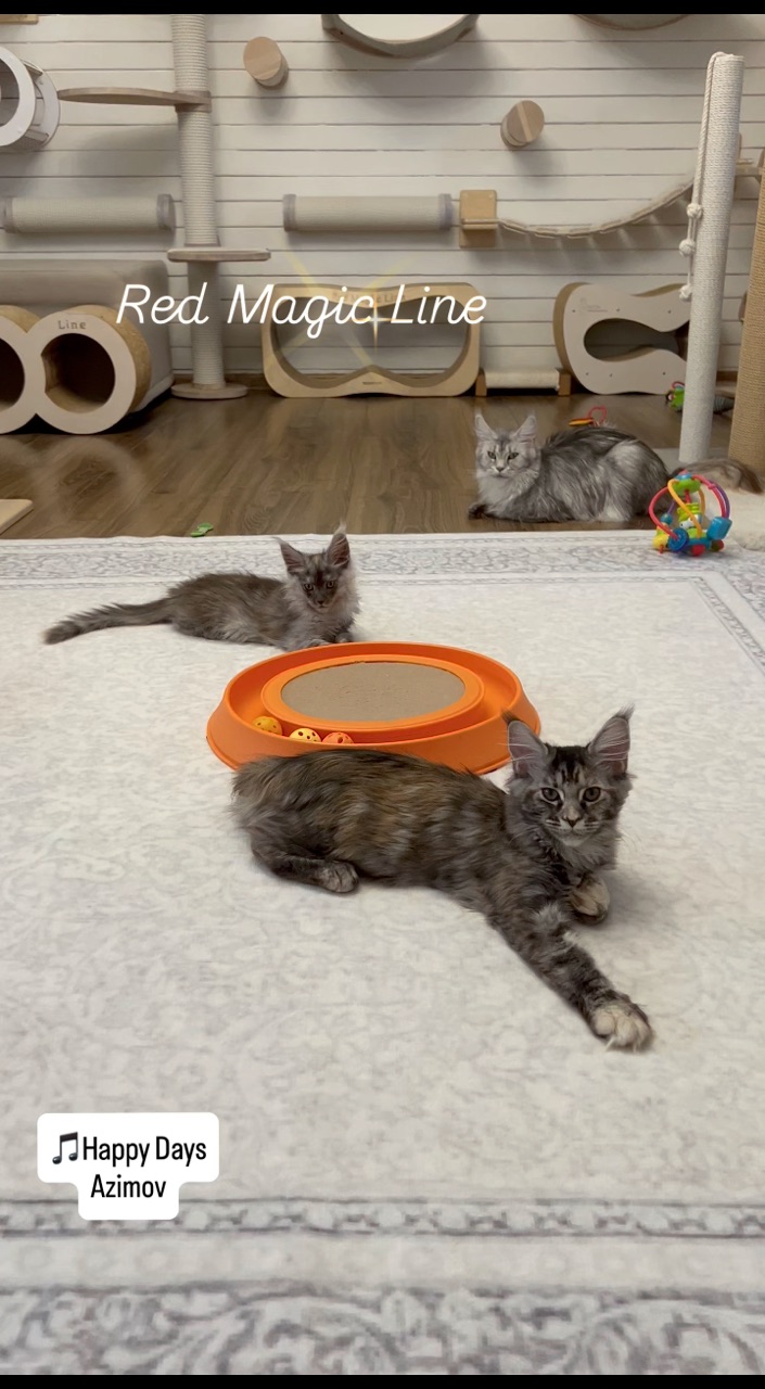 elena.vishneva в LOOKY. #redmagicline,#silvermainecoonkitten,#mainecoonkitty,#питомникмейнкуновмосква,#котенокмейнкунмосква. Хорошего дня, дороги...