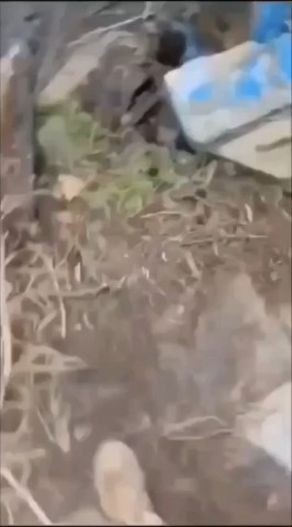 zelinskii433 в LOOKY — публикация