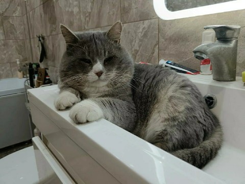Мира и Муся в LOOKY. #животные,#питомцы,#кошка,#котики,#кот,#фото,#фотокошки,#котопес,#усылапыхвост,#looky,#мирамуся. Привет от Кексика 👋...