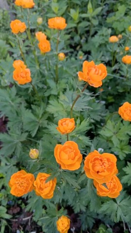 olga_buteo в LOOKY. #огоньки#цветы#дача#природа. 🧡
#огоньки#цветы#да...
