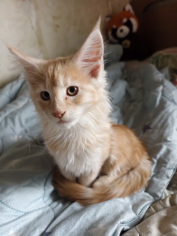 Мия в LOOKY. #cat,#kitty,#кошка,#котёнок,#мейн-кун. Мой первый день дома...
