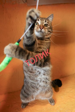 perederzhka_cat в LOOKY. #жители_передержки. #жители_передержки
1...