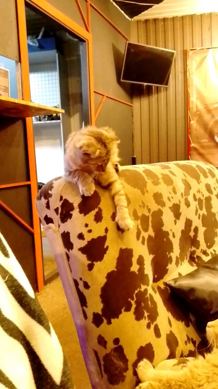 Looky_1711448095254 в LOOKY. . Поигрульки... 

[#ко...