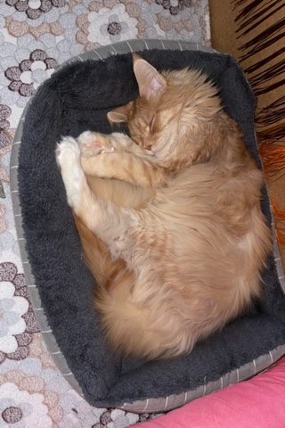 guess.mainecoon в LOOKY. #майские_луки. #майские_луки
В ожид...