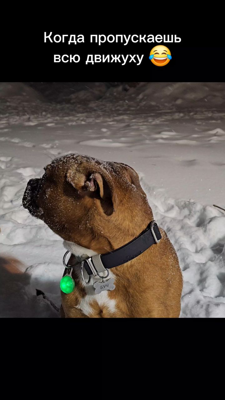 BuchTheStaffy in LOOKY