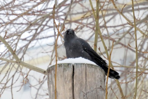 Looky_173752123580605 в LOOKY. . Галка наблюдает