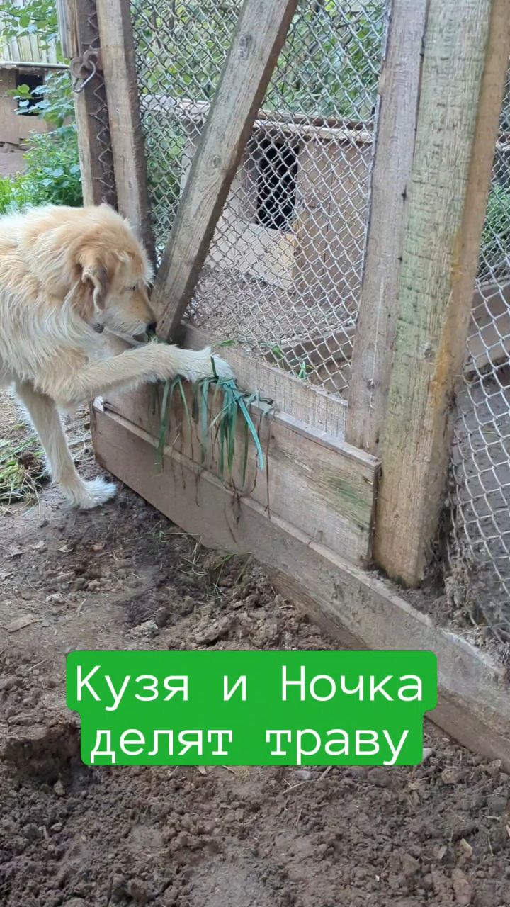  в LOOKY — Кузя и Ночка делят траву. Витаминчики и трава полезна для оч