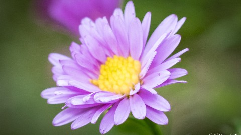 MaratAMF в LOOKY. #цветы,#макро,#macro,#canon. #цветы
#макро
#macro...