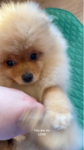 evex в LOOKY. #pomeranian. My love 🥹🐶❤️ 
#pom...
