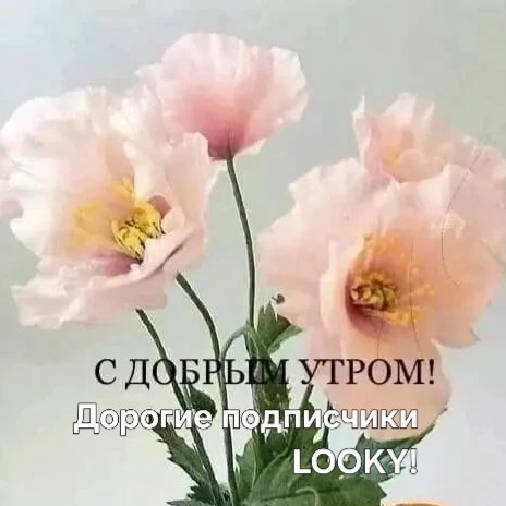 ДедМед в LOOKY — публикация