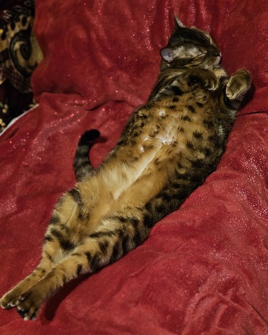 bengal_leonard19 в LOOKY. #коты,#looky_топ,#любимыепитомцы#домашниеживотные,#фото,#бенгальскийкот,#бенгал,#безкотаижизньнета,#мыизкотограма. Сладких снов, котятк...