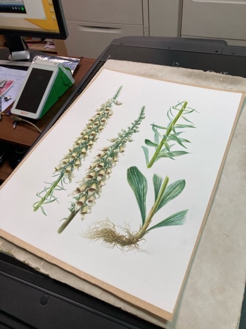 mariayarmish_botanicalart в LOOKY. #ботаническаяживопись,#ботаническаяакварель,#ботаническаяиллюстрация,#иллюстрацияназаказ,#цветыакварелью,#ярмишмария,#растениякавказа. Поехала моя Наперстя...