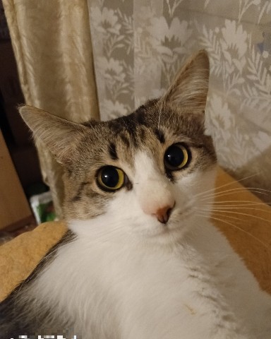 Кот Мурчик в LOOKY. . 