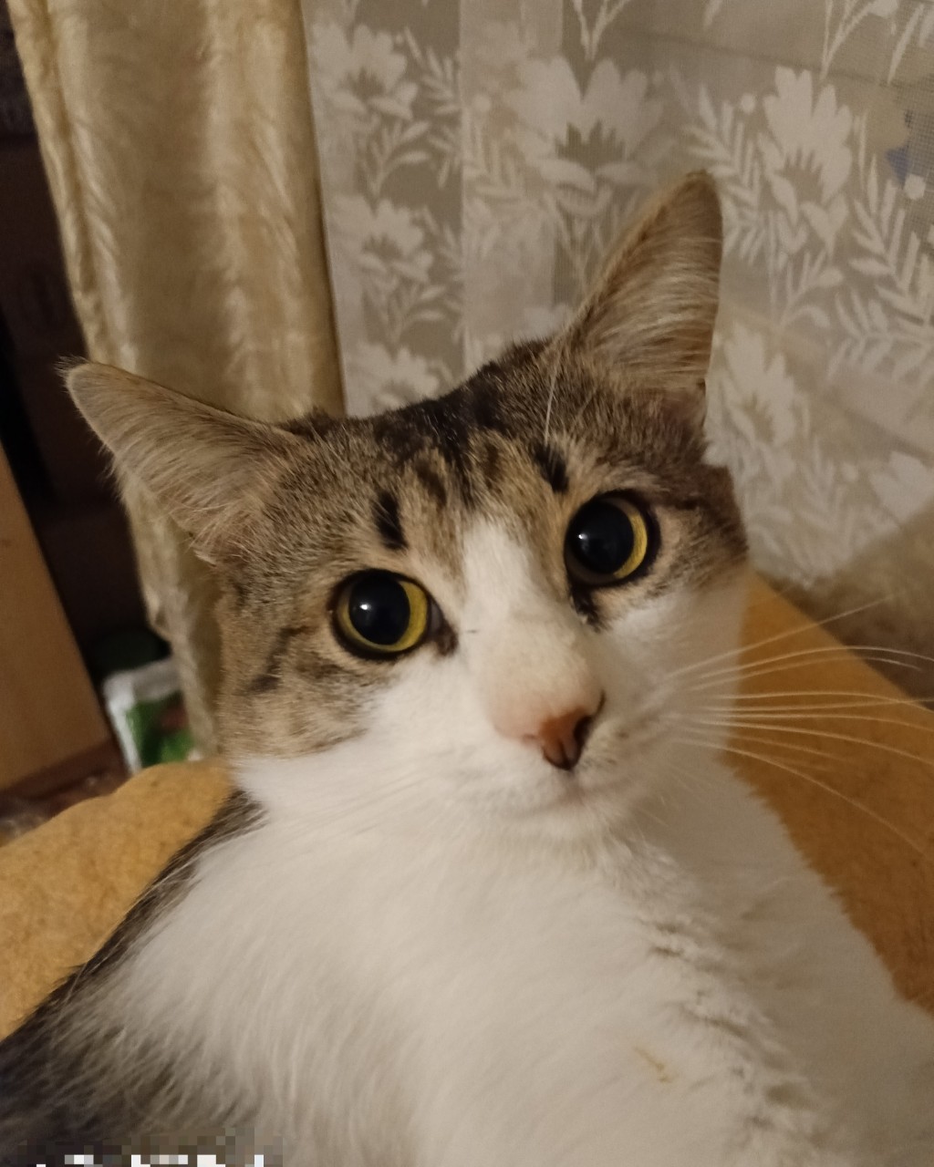 Кот Мурчик in LOOKY. . 