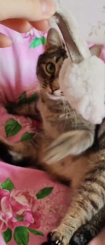 kitty в LOOKY — #кот #котики #мило