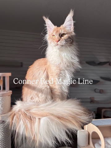elena.vishneva в LOOKY. #redmagicline,#redsilvermainecoon,#мейнкункотята,#mainecoonkitty. Коннер — ласковый, н...