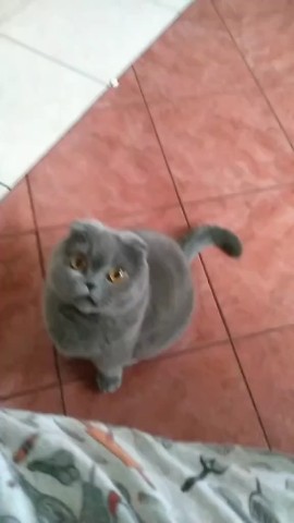kliuzhik в LOOKY. . [#Жорик](Жорик) [#шо...
