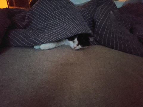 Юрист Светлана Рощупкина в LOOKY. #безкотаижизньнета,#кошечкамоя,#домашниеживотные,#котейка,#кошказина. Моя кошка Зина умеет...
