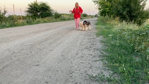 iz_v_s в LOOKY. #iz_v_s,#южнорусскаяовчарка,#охранавдом. Щенки- южаки учатся ...