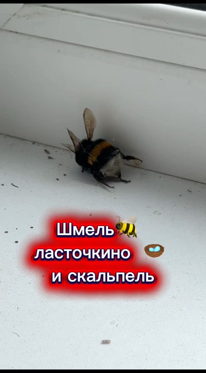 moi_domik_67 в LOOKY — В народных верованиях ласточки выступают как «хранители» жил