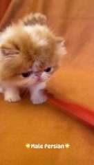 laperegrinacattery в LOOKY. . 🌟Male Persian🌟