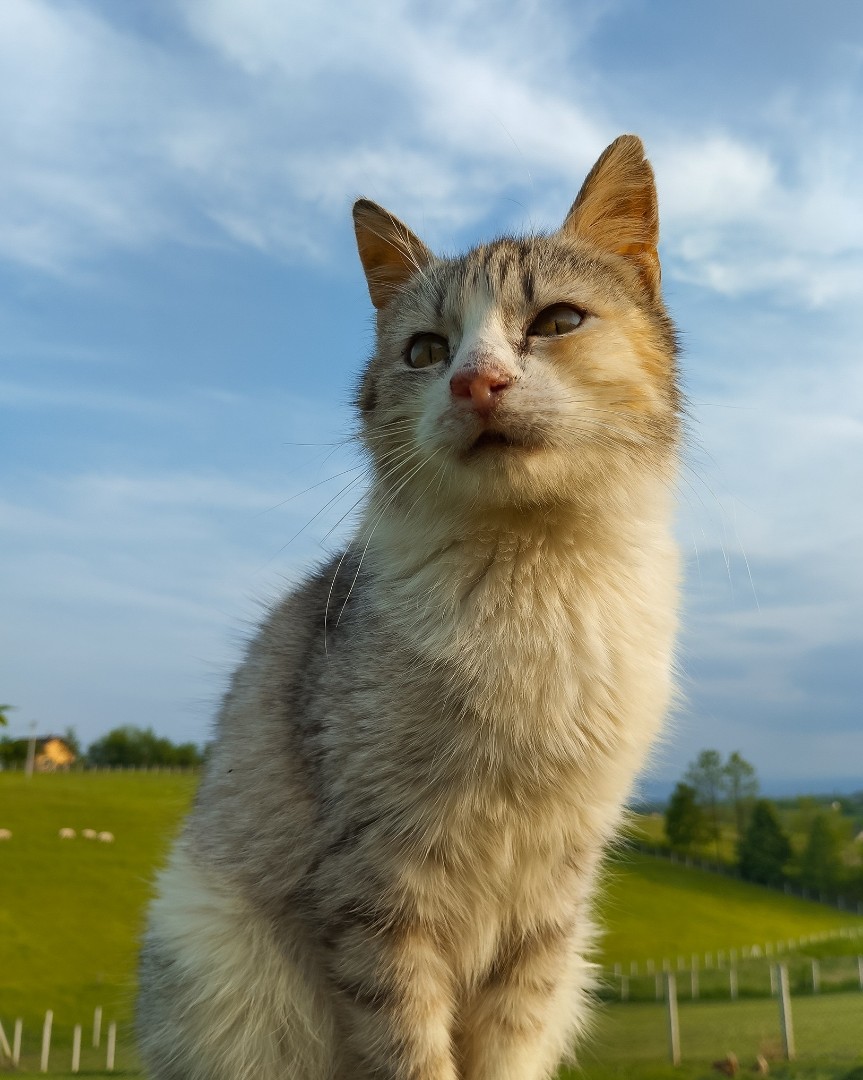 Looky_1686817295301 в LOOKY — [#cat](cat) 