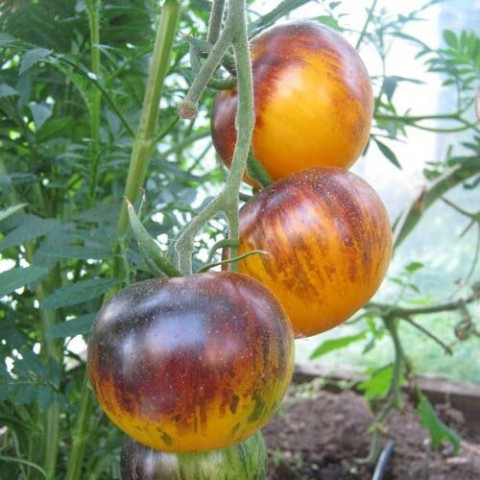 socnyetomaty в LOOKY. . **Томат «Полосы Было...