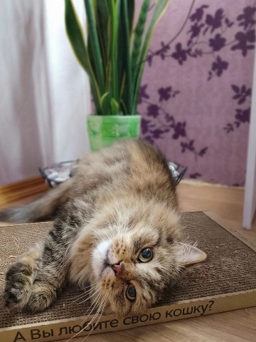 kogtedralka в LOOKY. #кошки,#котики,#котята,#прокошек,#когтеточки,#когтедралка,#рекомендации,#актуальное,#важно,#cats,#питомцы,#животные,#круто,#супер,#номер1,#чудо,#интересно,#красота,#сегодня,#счастье,#любовь,#лучшаякогтеточка,#топ. ✅️"Куся играет с нов...