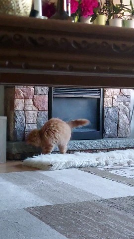 Simba в LOOKY. #meinkun,#simba. Игра с лепестками цв...