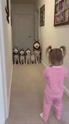 comedyprikoly в LOOKY. #врекомендации,#собаки. Животный Боулинг [#ю...