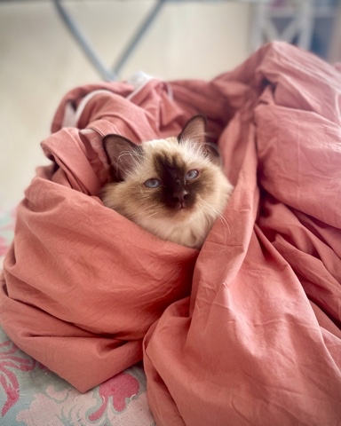 svetlana14064 в LOOKY. . Когда метель за окно...