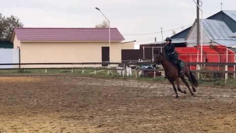 ilya_skuratov в LOOKY. #КСКBlackHorse,#Плетениха. Тренировка 110см
#КС...