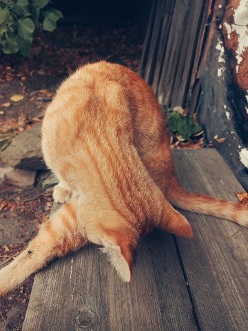 Looky_176539158249016 в LOOKY. . 