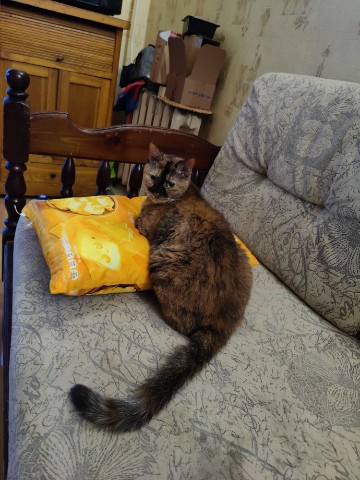 Мария в LOOKY. #CatLovers,#CatsOfInstagram,#InstaCat,#CatWorld,#KittyLove,#CatSmile,#FurryFriends,#CatSnuggles,#Purrfect,#PlayfulCat,#CatPhotography,#CatPortrait,#CatGram,#PawsAndWhiskers,#CatEyes,#CatNap,#CatLife,#DailyCat,#CatWindow,#BoxCat,#ArtWithCats,#CatArt,#BlackCatMagic,#GingerCat,#FluffyCat. Мой размерчик! #CatL...
