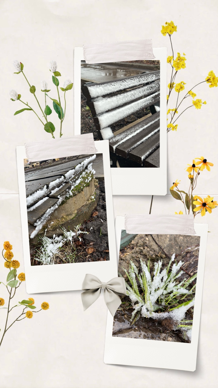 petrovaolga59 в LOOKY — 20.04.2026г. Снежный понедельник❄️🌨️
#весна #апрель #снег #