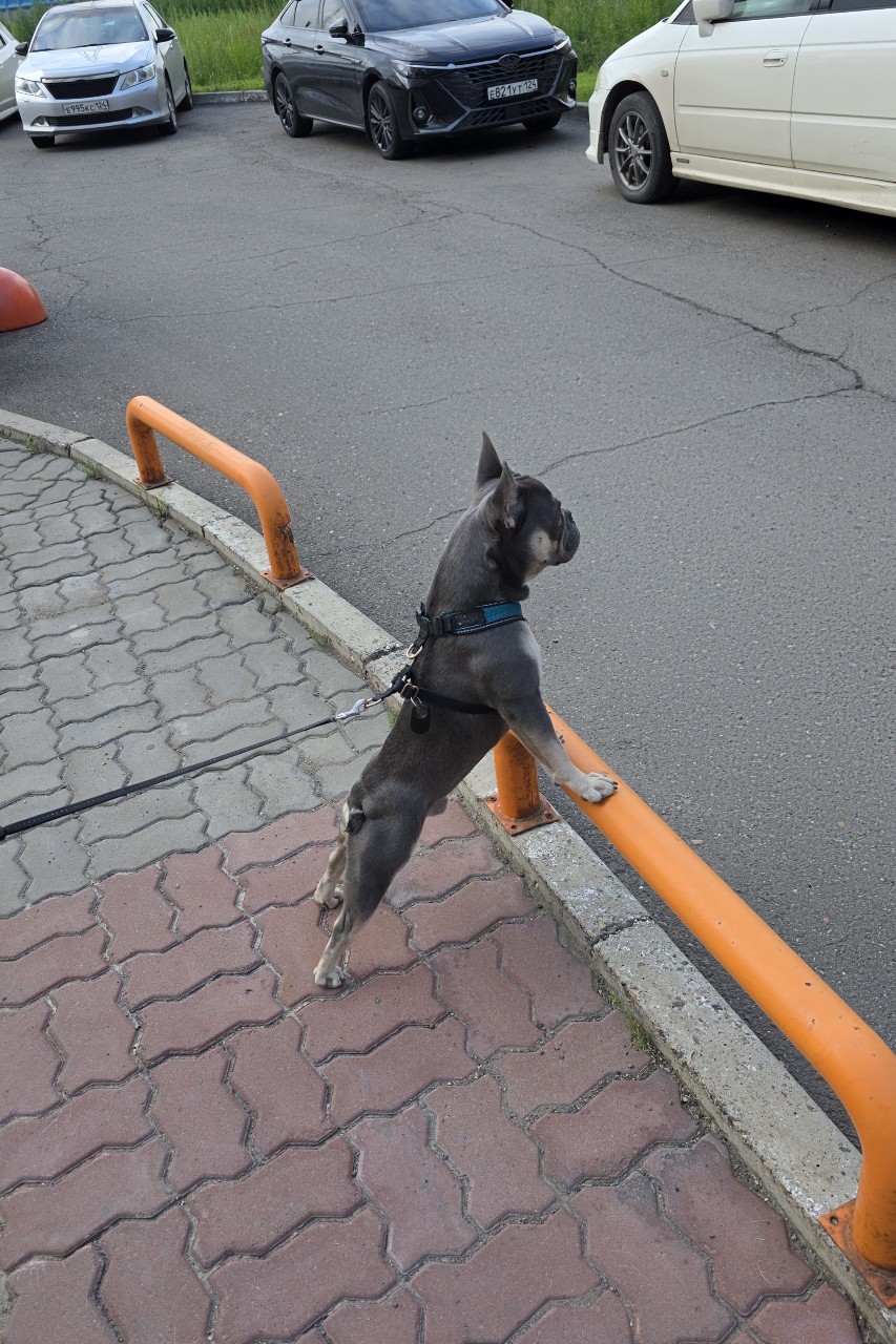 ierlits76 в LOOKY — [#французскийбульдог ](французскийбульдог)[#французики ](фра