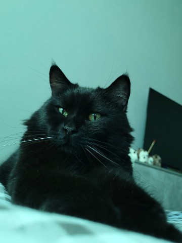 С Вами LENA KOTOVA в LOOKY. . The best cat, my dea...